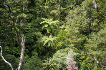 Deep thicket of the wild forests of New Zealand with fern trees 