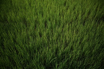 grass​ rice