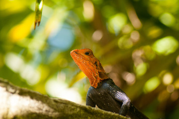 Red headed agama