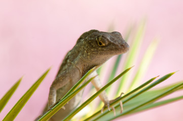 Carolina anole on branch