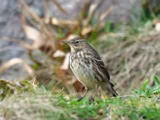 Rock pipit, Anthus petrosus