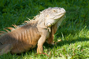 Wild green iguana