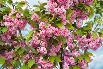 Fruit tree in spring bloom with beautiful pink flowers