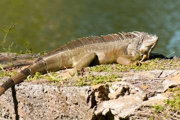 Wild green iguana