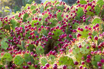Prickly pear fruits in sunlight.