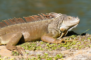 Wild green iguana