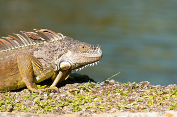 Wild green iguana