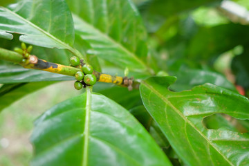 Closeup of coffee beans fruit on tree in farm
