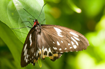 Common green birdwing butterfly