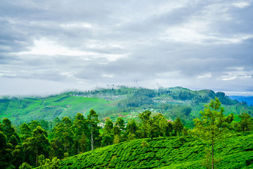 Fototapeta na wymiar View on tea Plantation from Lipton Seat next to to Haputale, Sri Lanka