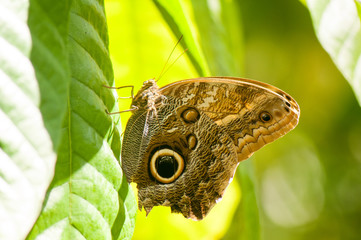 Giant owl butterfly