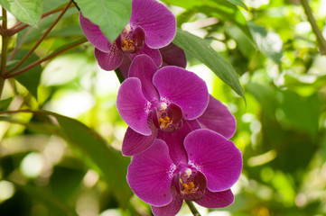 Tropical Phalaenopsis orchid 