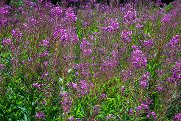 Naklejka premium endemic wild mountain fowers in Ida Mountain ( in Turkish: Kazdagi, meaning Goose Mountain), Turkey.