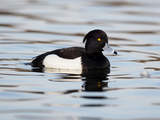 Tufted duck, Aythya fuligula