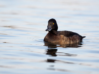 Tufted duck, Aythya fuligula