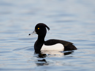 Tufted duck, Aythya fuligula