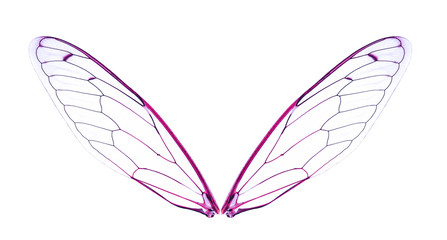 Insect wing isolated on white background