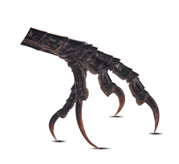 Leg of the Bird isolated on white.