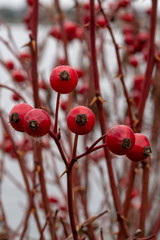 Rosa carolina Wiesenrose © progarten