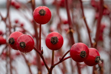 Rosa carolina Wiesenrose © progarten