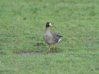 White-fronted goose, Anser albifrons
