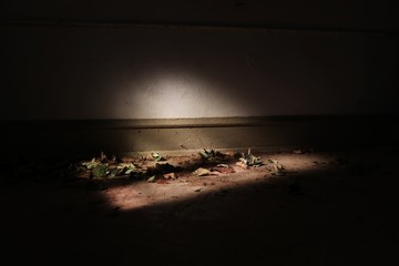 Abandoned Leaves and Windows