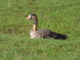 White-fronted goose, Anser albifrons