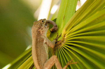 Bark anole eating a worm