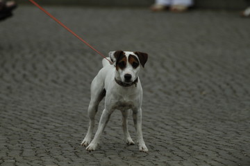 Hund mit roter Leine