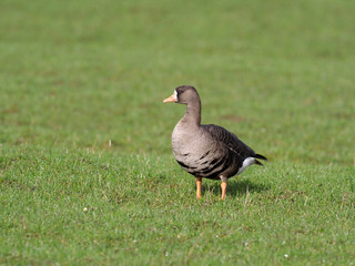 White-fronted goose, Anser albifrons