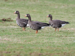White-fronted goose, Anser albifrons