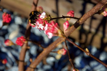 Hummel auf einer Blume