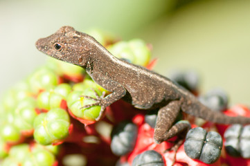 Female brown anole