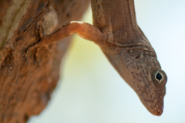 Brown carolina anole