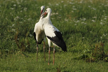 Störchenpaar auf Wiese