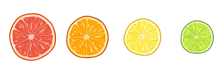 Vector Set of Circle Citrus Slices. Red Grapefruit, Orange, Yellow Lemon and Green Lime.