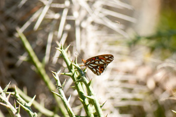 monarch butterfly on thorny branch