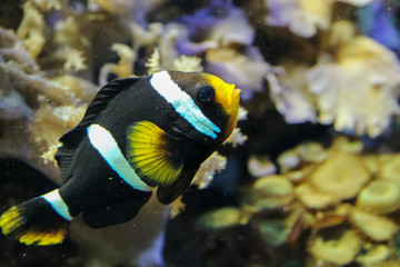 Naklejka na ściany i meble black fish with white and yellow stripes