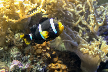 black fish with white and yellow stripes
