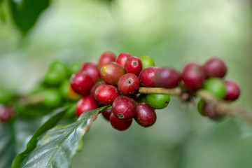 Fresh Arabica Coffee beans ripening on tree in North of thailand