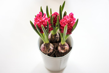 hyacinth in pot isolated on white background