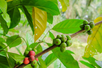 Closeup of coffee beans fruit on tree in farm