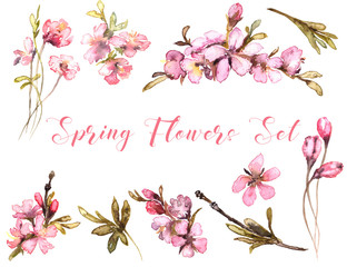 Spring Flowers Watercolor Set. Tender Blush Flowers. Floral Buds on transperent background
