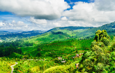 View on green mountain landscape and tea plantations next to Haputale, Sri Lanka