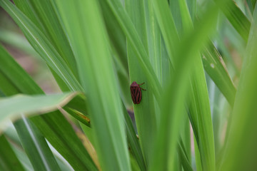 Sugarcane Chippewa 