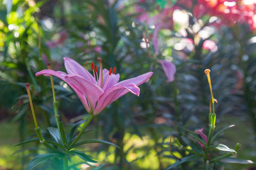 Fototapeta premium Lily in the garden