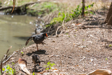 Vogel mit rotem Schnabel stakst aus dem Wasserloch