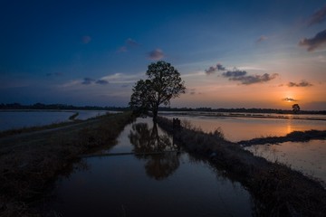 Fototapeta na wymiar sunset on paddy field