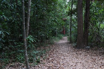 path in the forest