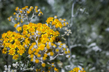 Eine Blume in Eastbourne mit silbernen Blättern
